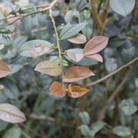 Pentaphylacaceae